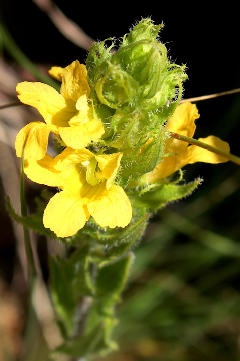 Alectra sessiliflora